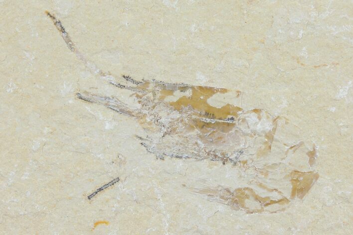 Cretaceous Fossil Shrimp - Lebanon #123918